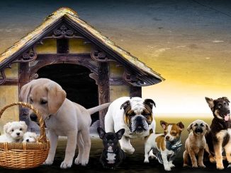 5 actors who like dogs. Number 4 will shock cats!
