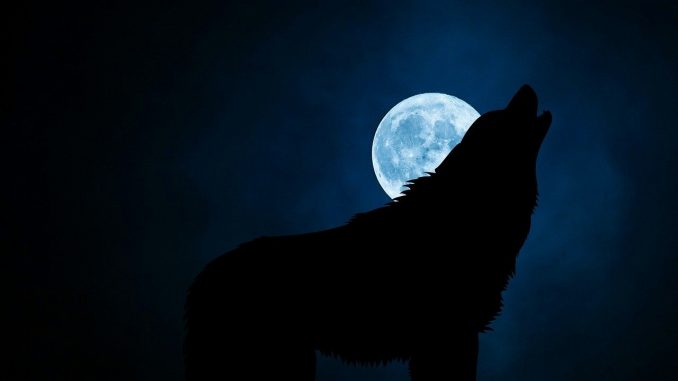 Wolf turns into man after bite from confused werewolf