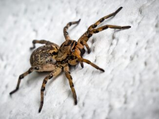 Scientists left baffled after spider bitten by man develops no man-like characteristics or powers