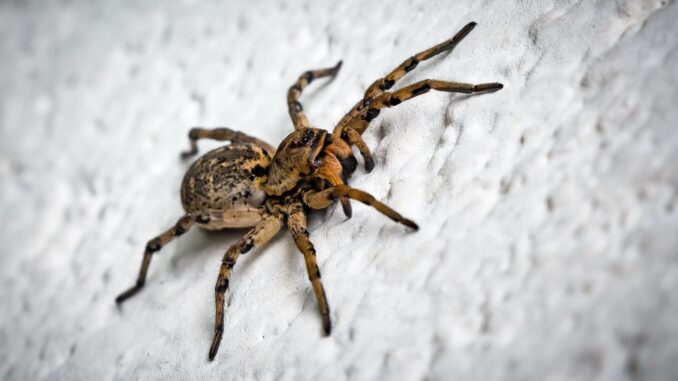 Scientists left baffled after spider bitten by man develops no man-like characteristics or powers