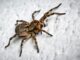 Scientists left baffled after spider bitten by man develops no man-like characteristics or powers
