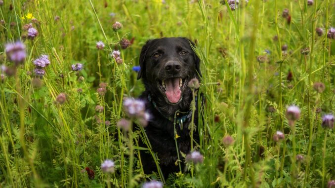 ‘The Conjuring 3: Puppies and Flowers’ takes franchise in surprising new direction