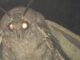 He’s back! Moth from moth memes makes comeback with role in new Scorsese film