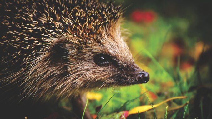 close up of a hedgehog, who is the sonic star