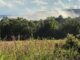 field in the ozarks where minari is set