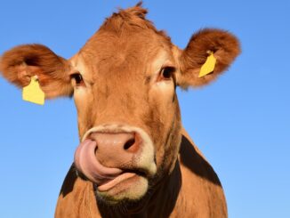 nice brown cow licking her lips like you'd find in first cow