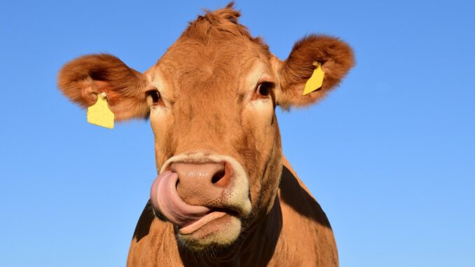 nice brown cow licking her lips like you'd find in first cow