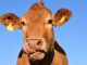 nice brown cow licking her lips like you'd find in first cow