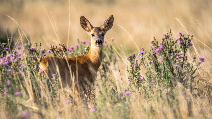 Roe deer in long grass. live-action Bambi