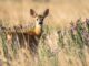 Roe deer in long grass. live-action Bambi