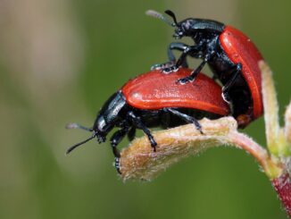 Two ladybugs engaged in full naked sex