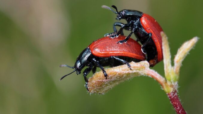 Two ladybugs engaged in full naked sex