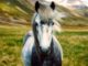 A nice horse in a field. Complete reinvention bond