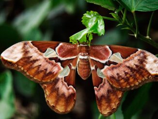 A christmas moth. Burgundy. resting on a leaf.