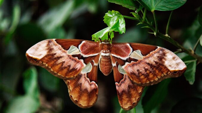 A christmas moth. Burgundy. resting on a leaf.
