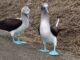 2 seabirds called boobies. boobs in