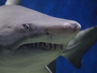 A close-up of a shark. The Meg 2