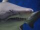 A close-up of a shark. The Meg 2