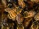 Some bees. Patiently waiting until 9pm on a Thursday, when Minder starts.