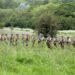 The men of Easy company, in Band of Brothers season 2, as they prepare to battle alien invasion